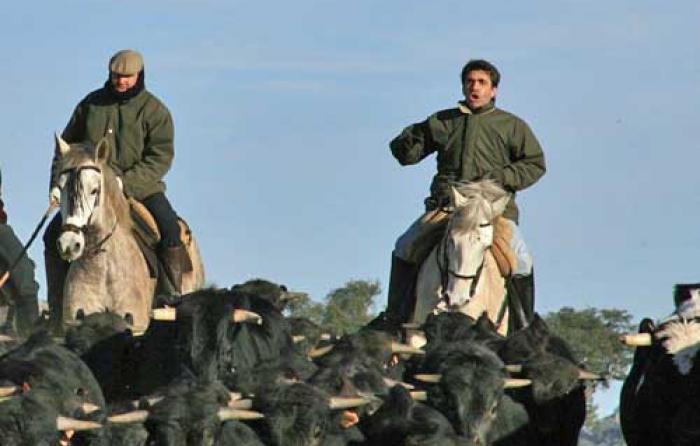 Conducción de vacas en 2010